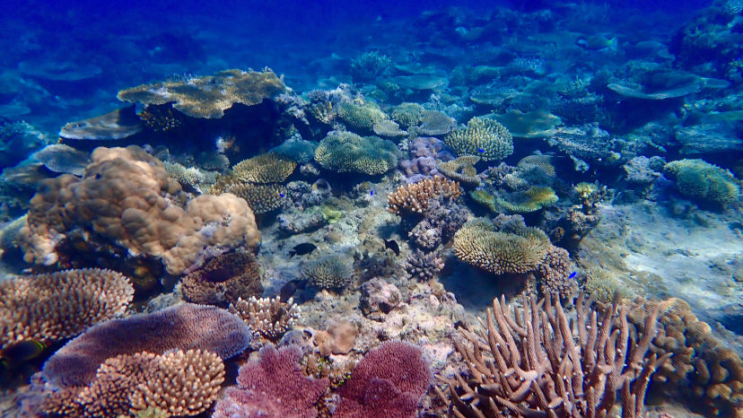 Snorkelling Fiji Islands Coral gardens