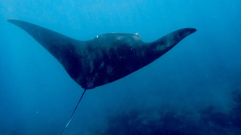 Huge Manta Ray from Yasawa Islands Fiji