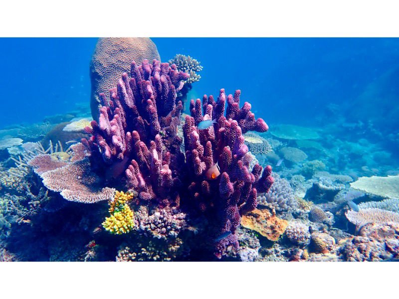 Stunning Purple Corals