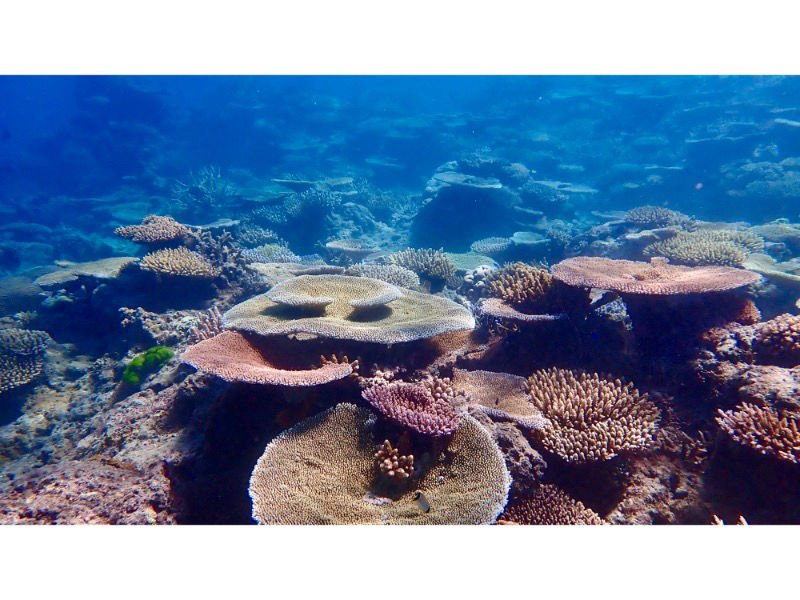 Coral Colours diving Fiji