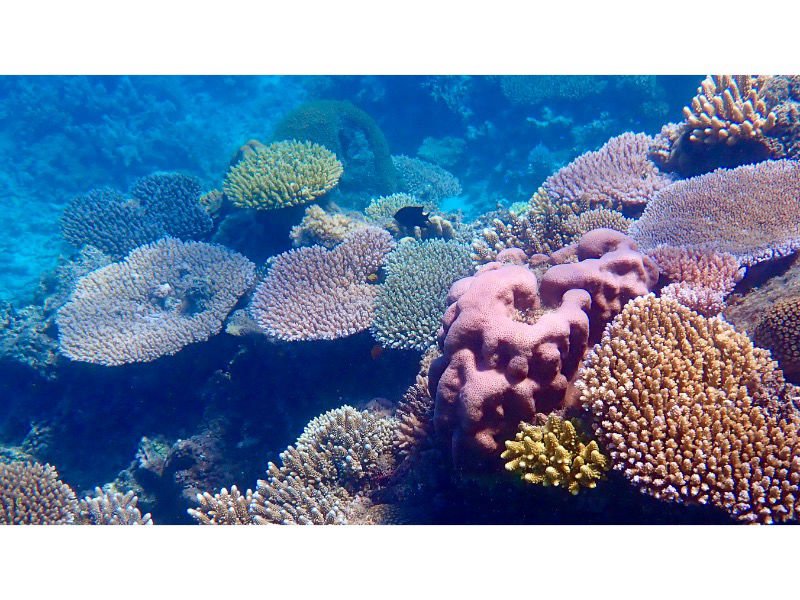 Diving for Fiji Plate Coral