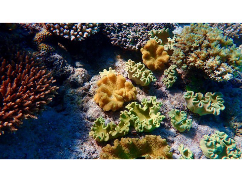 Yasawa Island Fiji Soft Corals