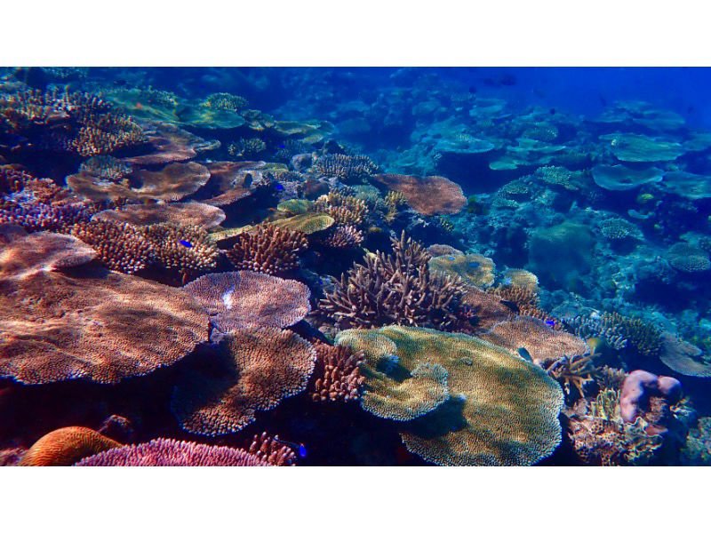 Snorkelling Fiji Islands Coral gardens