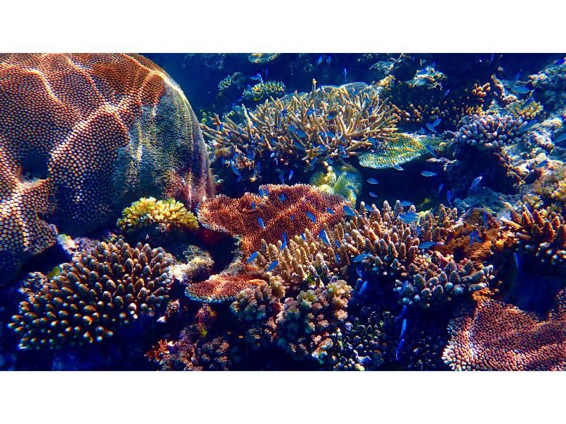 Amazing School of small Blue Fish over Coral in Fiji