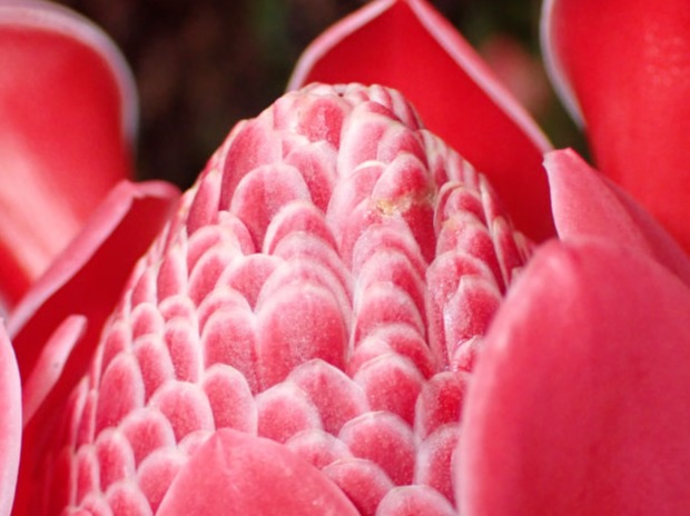 Ginger Flower Head from mainland Fiji
