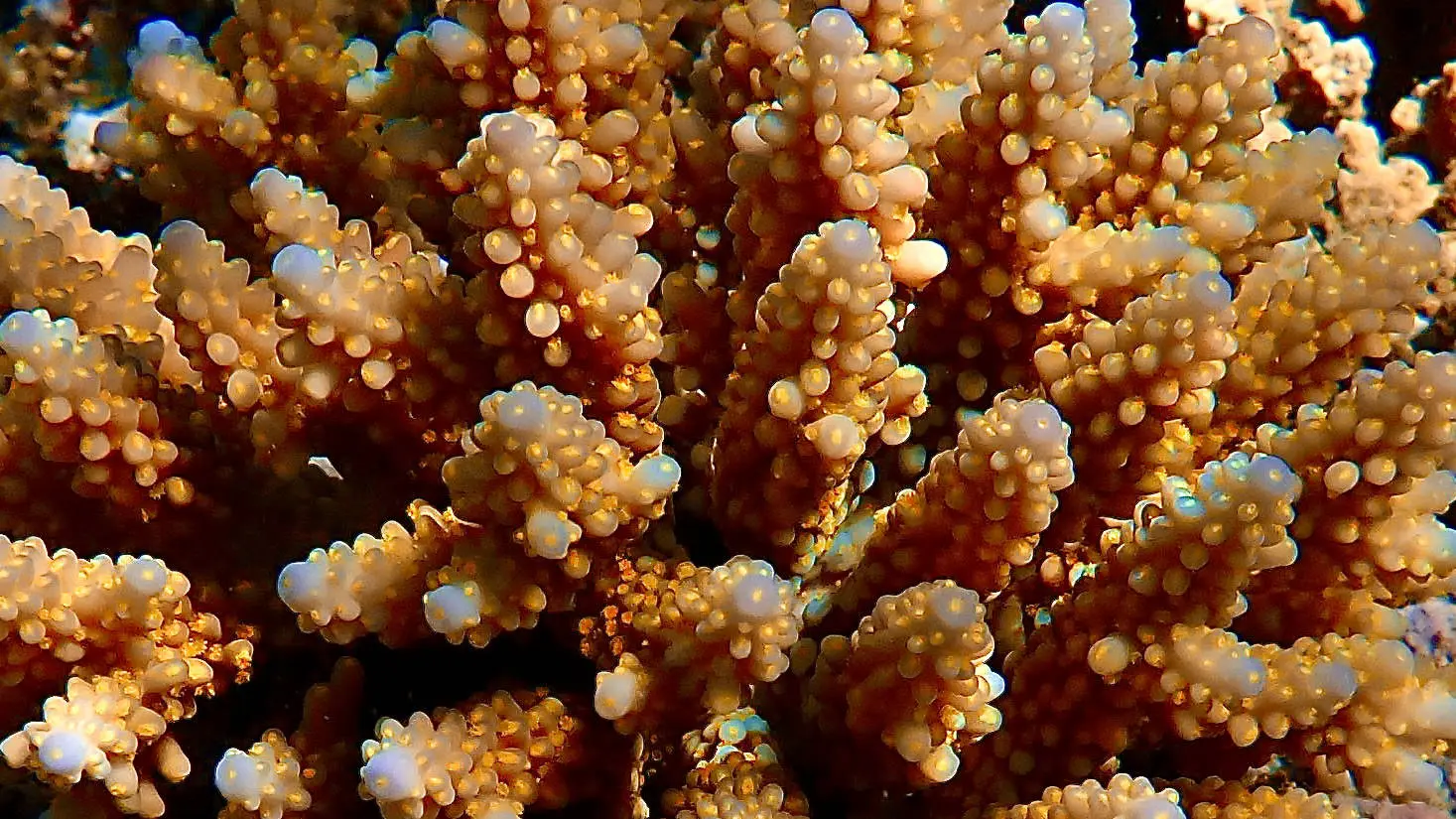 coral