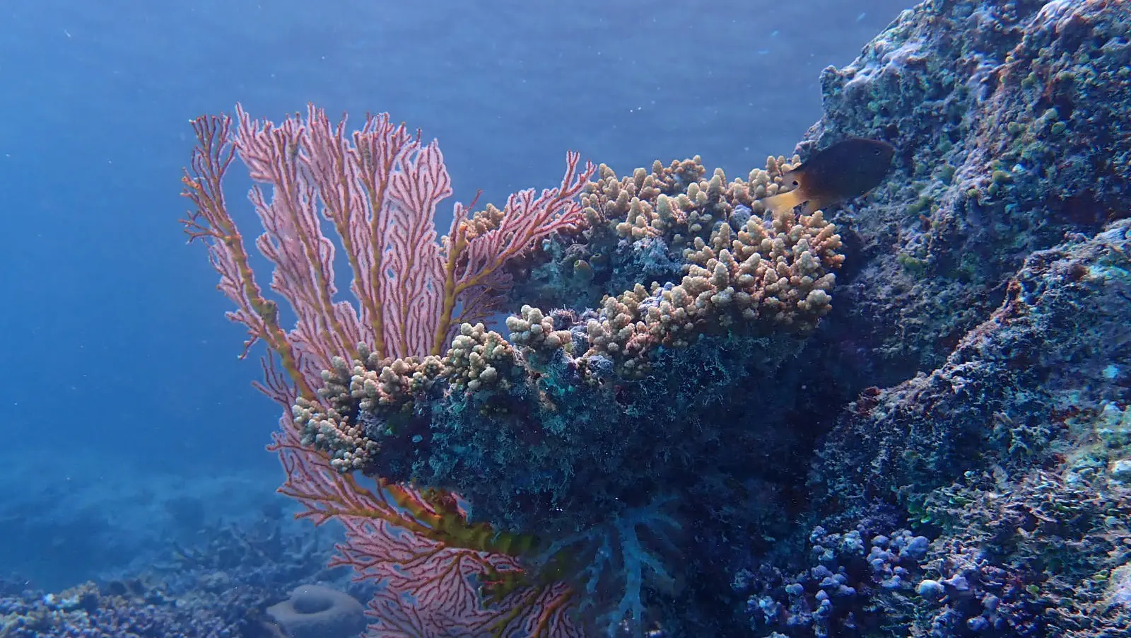 coral fern