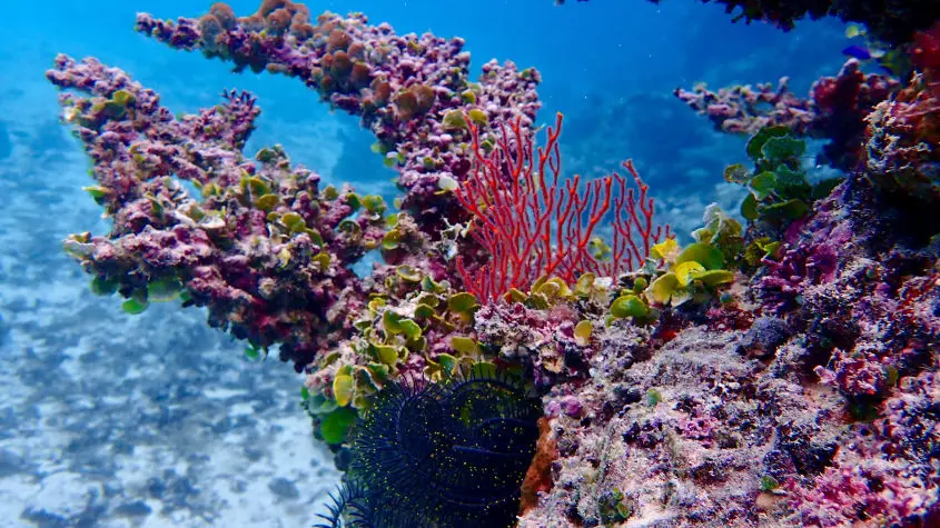 Coral reefs