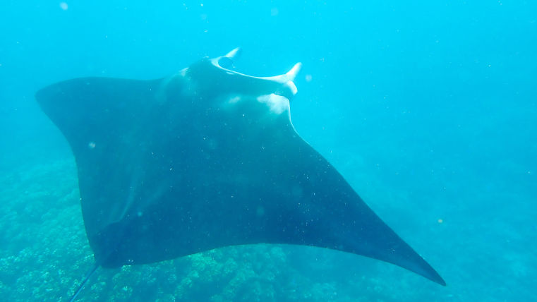 fiji manta ray