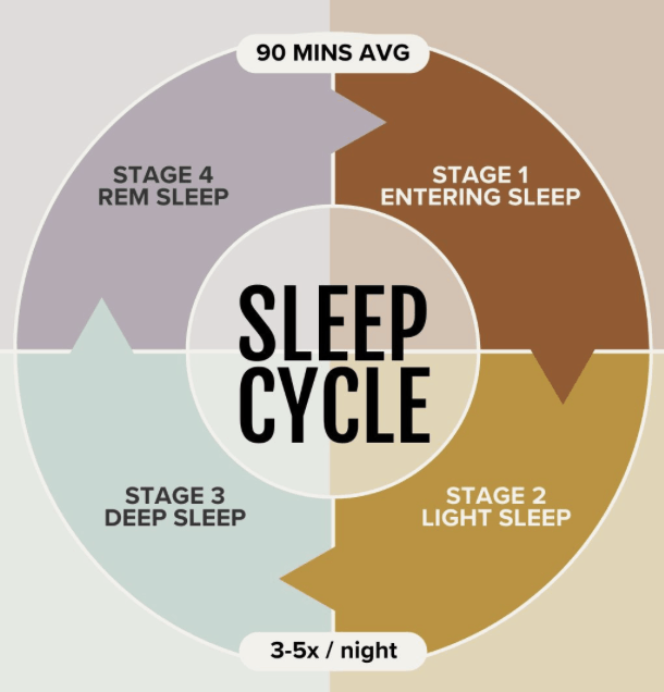 Sleep Cycle Chart, in particular the REM Stage
